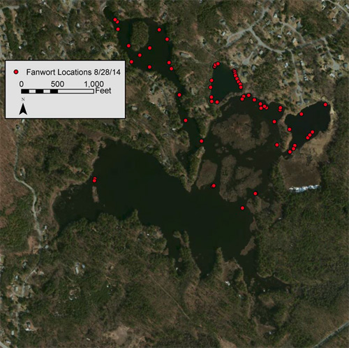 fanwort map