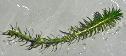 Brazilian elodea