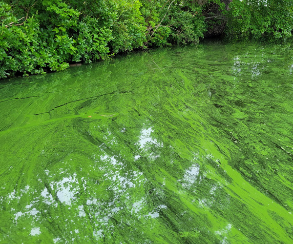 fanwort_management_areas