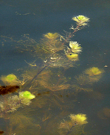 fanwort_chlorosis