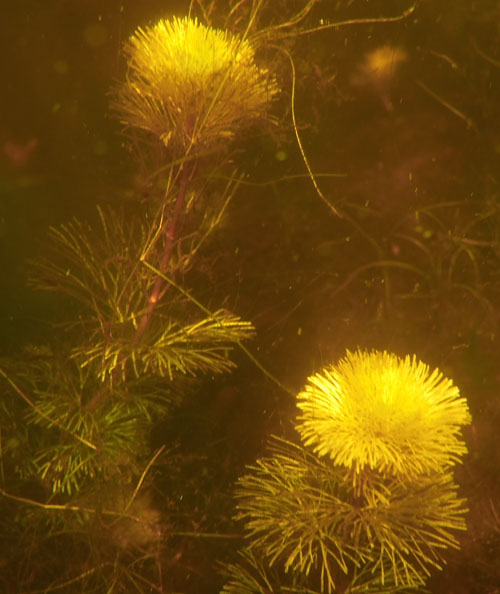 fanwort_diver_view