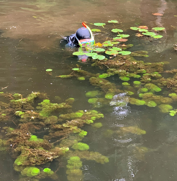 fanwort_management_areas