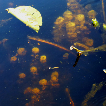 fanwort_dying