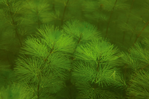 fanwort_diver_view