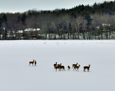 deer_on_pond