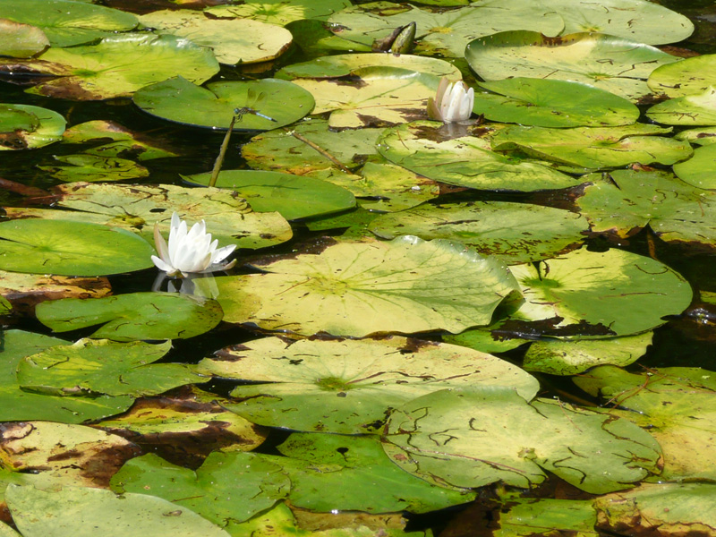 lilies