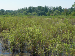 loosestrife